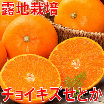 【送料無料】愛媛産チョイキズせとか3kg至高の柑橘と呼ばれる...